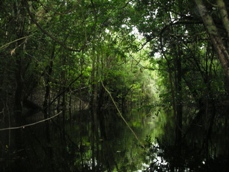 Amazon Lodge