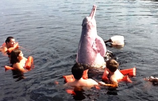 Excursión opcional de interacción con delfines