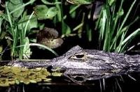 Caiman