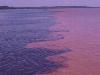 Encuentro de las Aguas (R�os Negro y Amazonas/Solim�es).