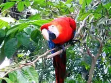  Amazon Eco Lodge - Fauna