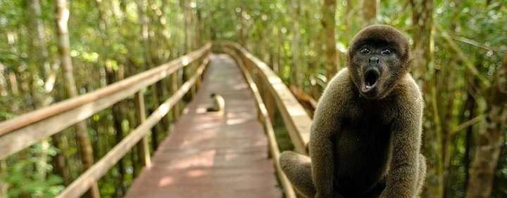  Juma - macaco 