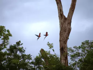 Ecofloating Tour - arara