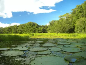 Ecofloating Tour - vitória Régia