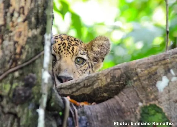 Jaguar - Foto Emiliano Ramalho