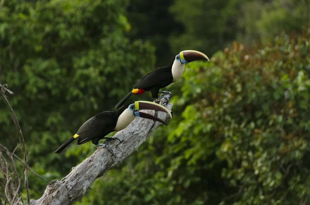  Private Rainforest Refuge - Amazon Glamping - Alto Río Negro