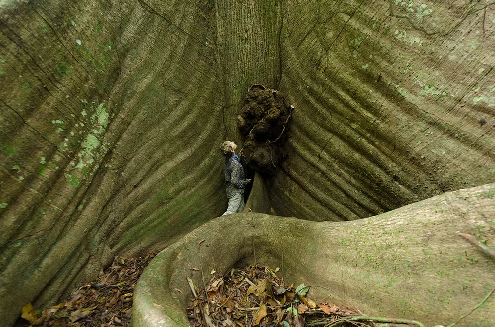  Private Rainforest Refuge - Árbol gigante