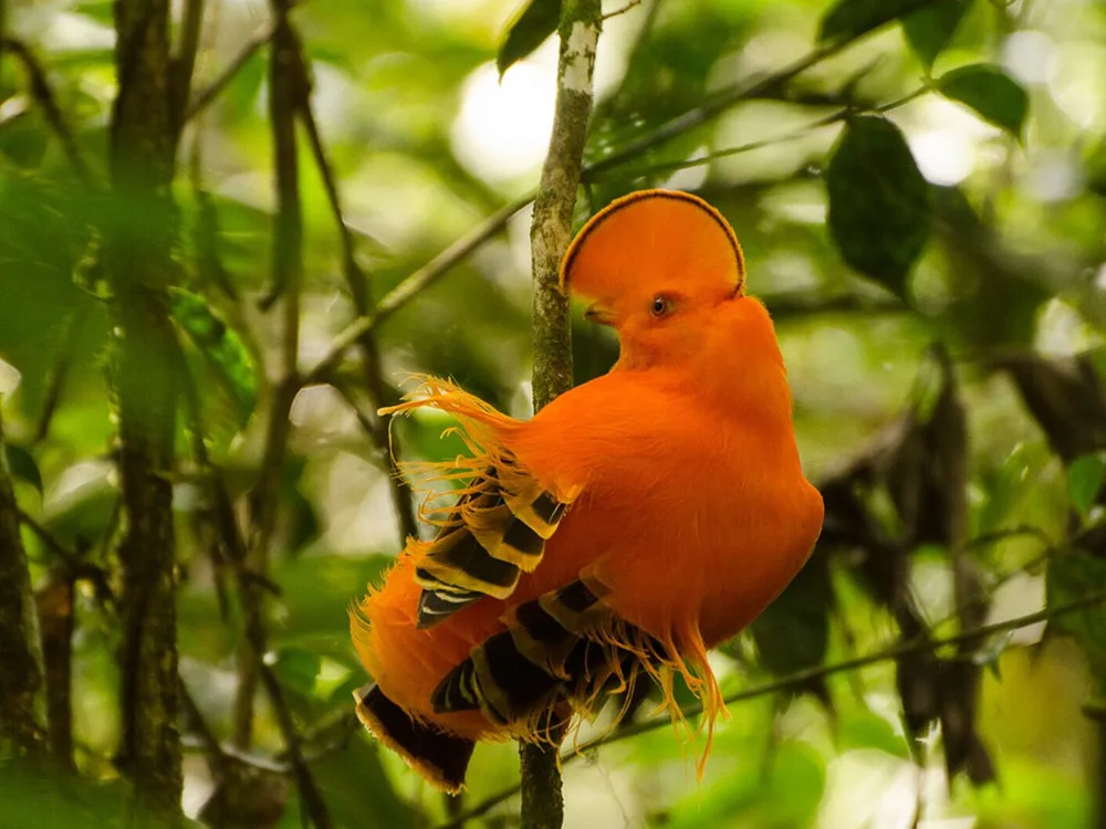  Private Rainforest Refuge - Gallito de las Rocas