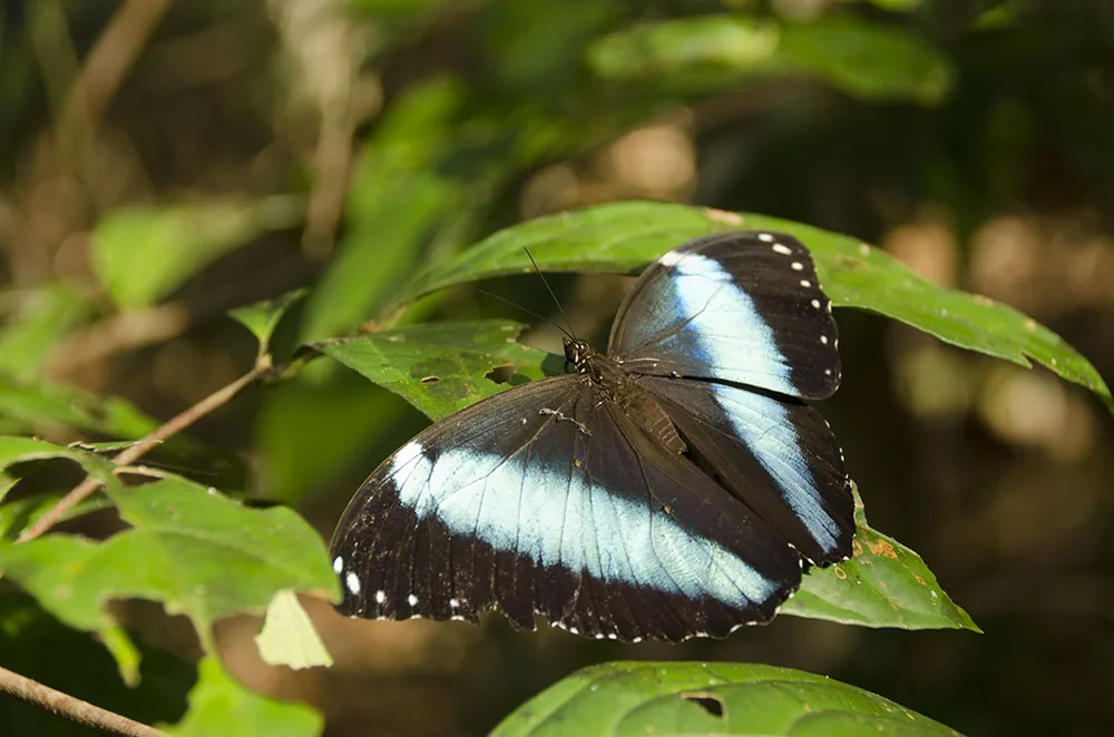  Private Rainforest Refuge - Mariposa Morpho
