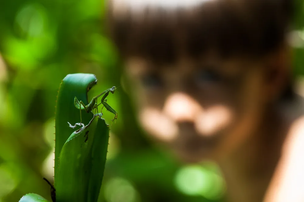  Private Rainforest Refuge - Observación de fauna